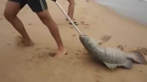 为买特价鱼将鱼踩死特价鱼背后的故事，一场荒诞的消费行为引发深思